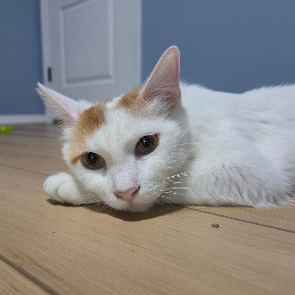 ToeBeanDealer, a Adoptable Domestic Short Hair in Tulsa, OK image 2/5
