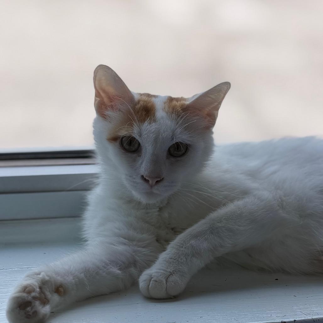 ToeBeanDealer, a Adoptable Domestic Short Hair in Tulsa, OK image 3/5