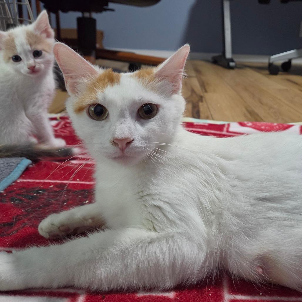 ToeBeanDealer, a Adoptable Domestic Short Hair in Tulsa, OK image 4/5