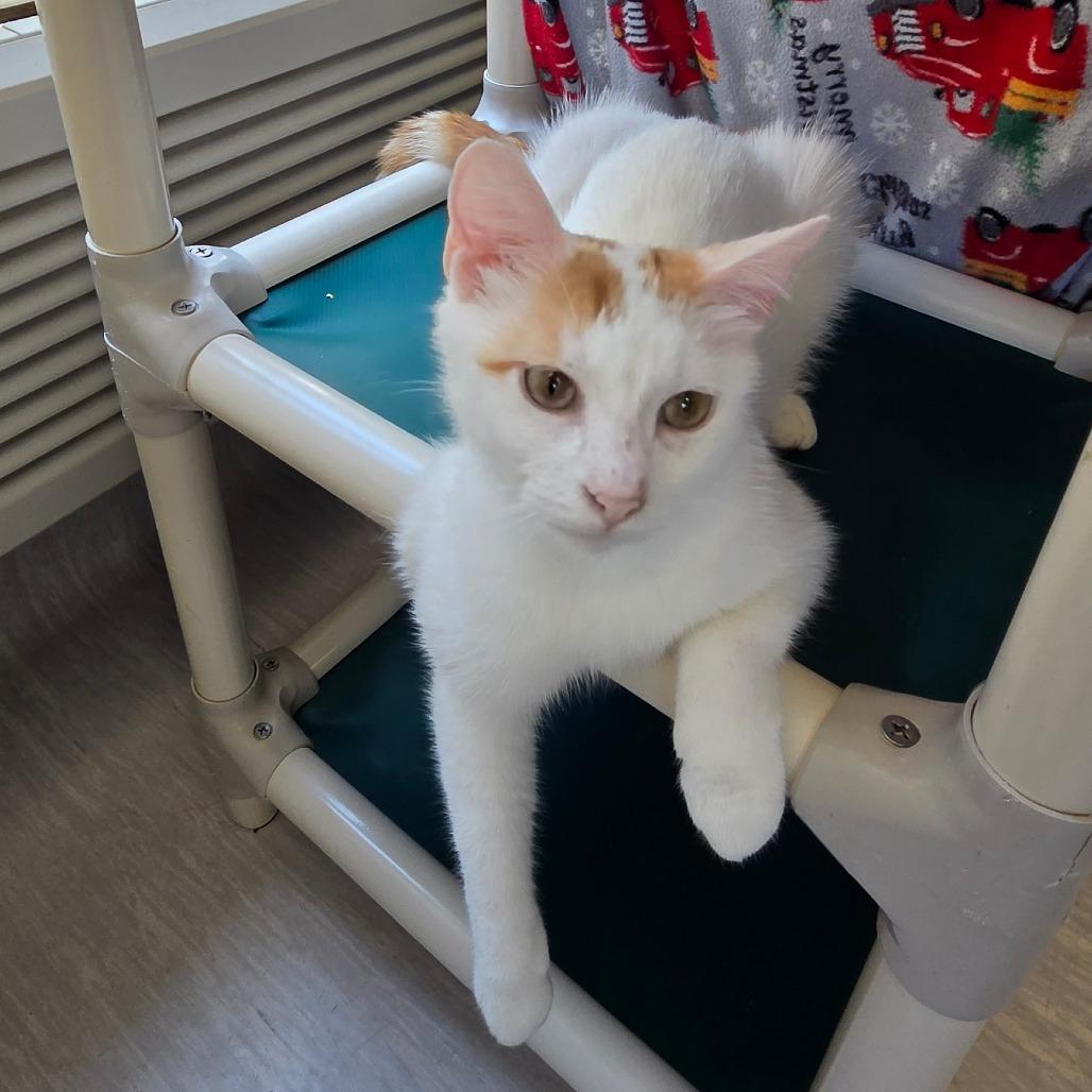 ToeBeanDealer, a Adoptable Domestic Short Hair in Tulsa, OK image 5/5