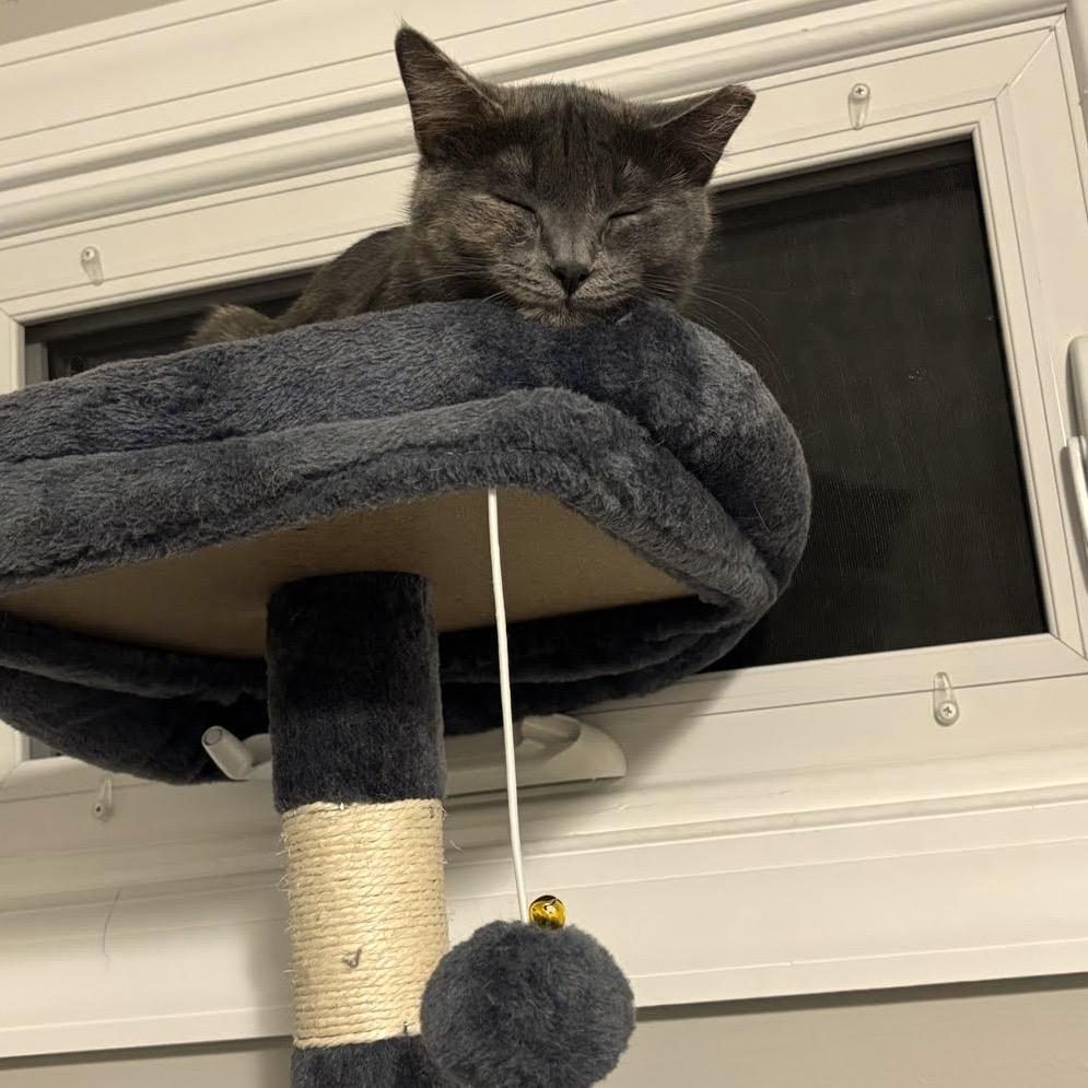 Bami C10741, Adoptable, Adult Female Domestic Short Hair.