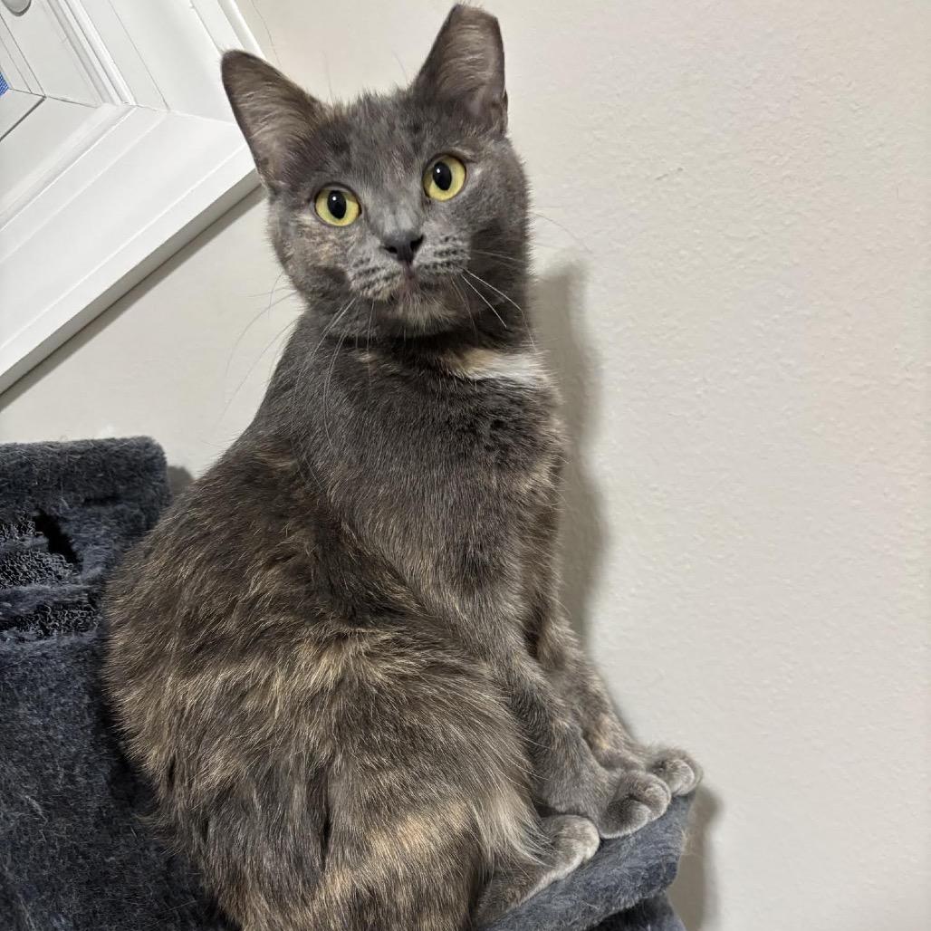 Bami C10741, Adoptable, Adult Female Domestic Short Hair.