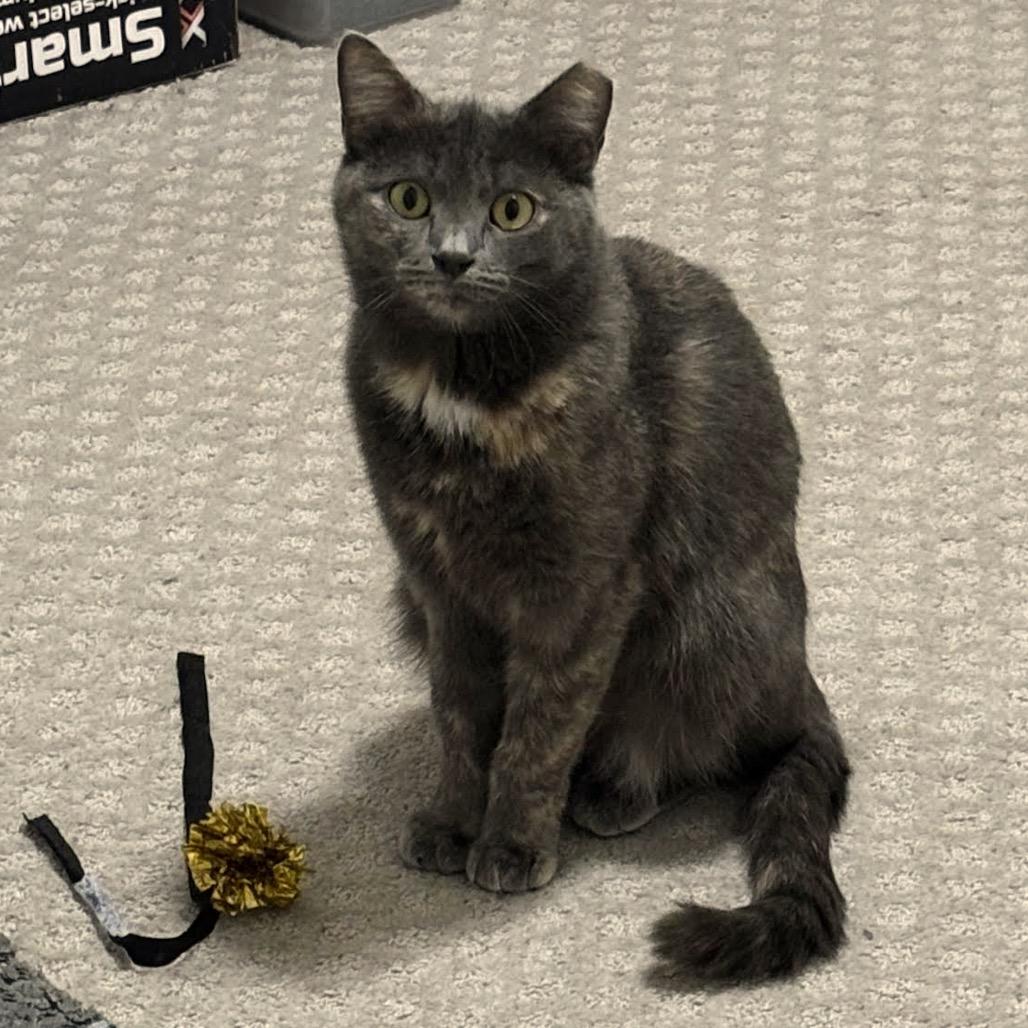 Enlarge Bami C10741, a Adoptable Domestic Short Hair in Princeton, MN image 3/6