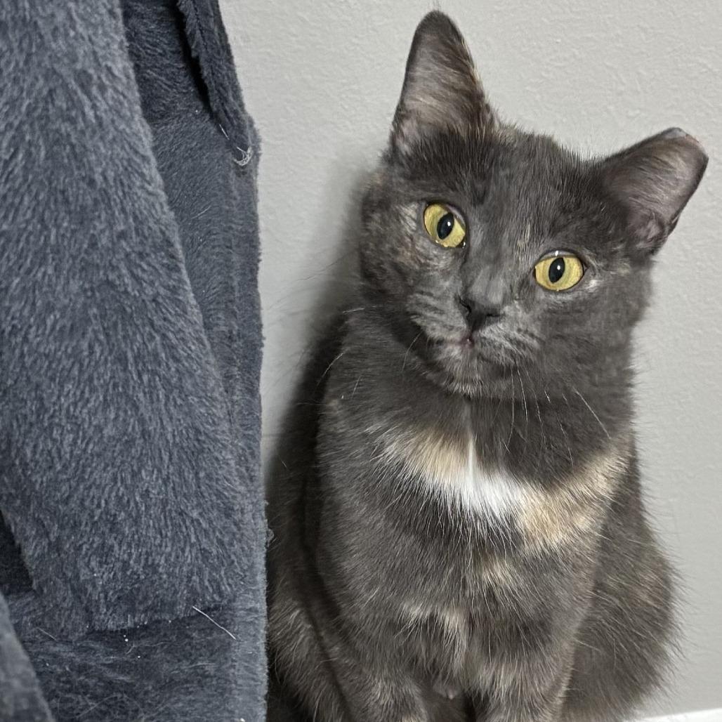 Enlarge Bami C10741, a Adoptable Domestic Short Hair in Princeton, MN image 4/6