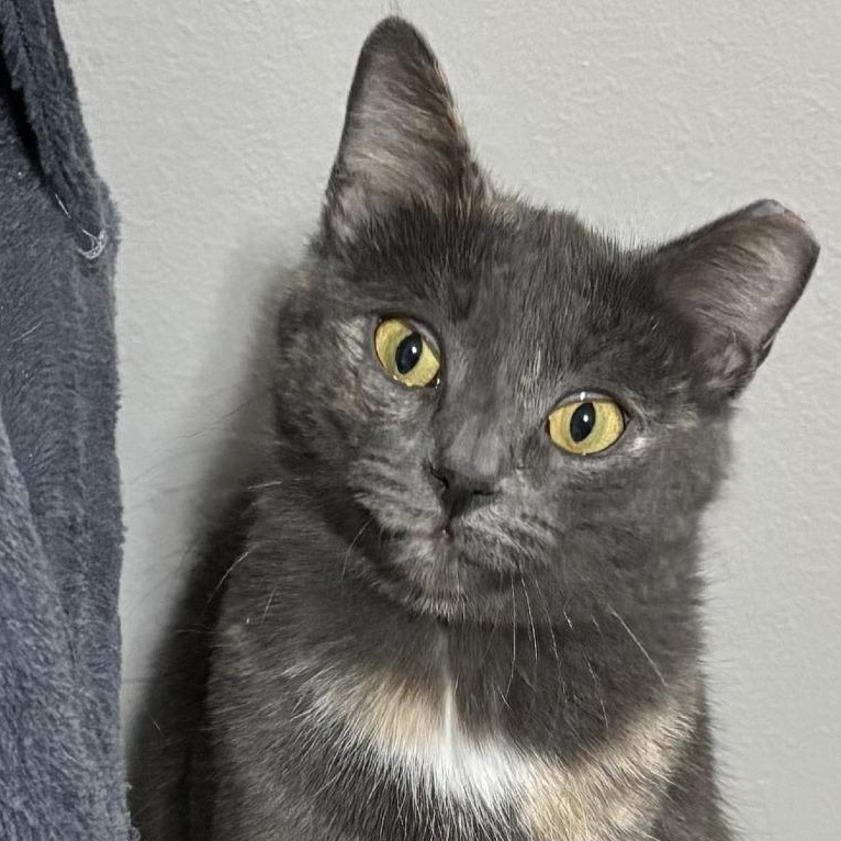 Bami C10741, a Adoptable Domestic Short Hair in Blaine, MN image 3/6