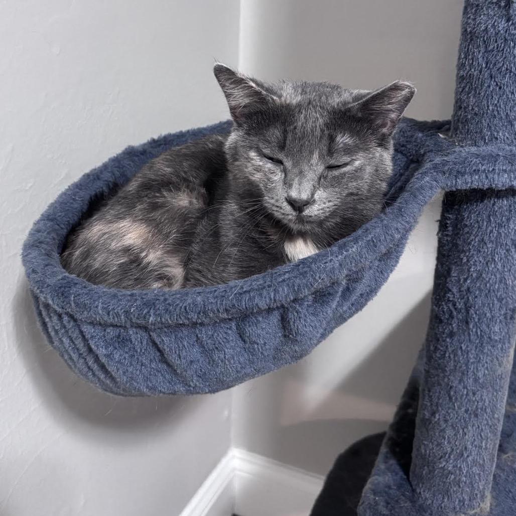 Enlarge Bami C10741, a Adoptable Domestic Short Hair in Princeton, MN image 5/6
