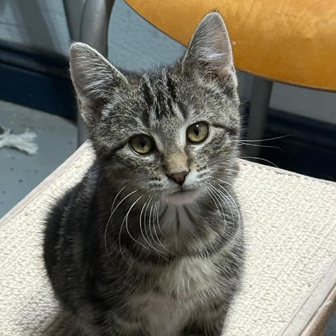 Enlarge ARICA, a ADOPTABLE Domestic Short Hair in Gresham, WI image 1/1