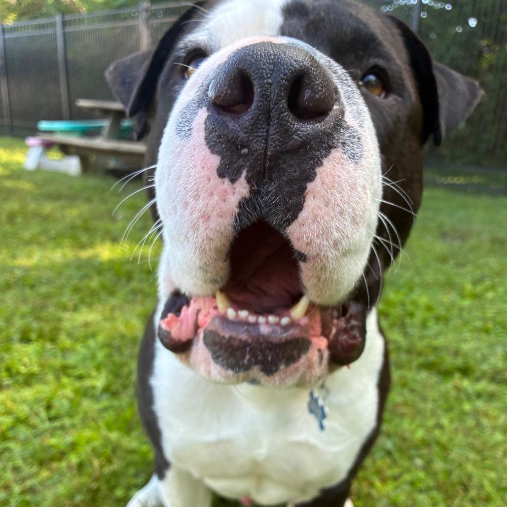Bruce, Adoptable, Adult Male Shar-Pei & Mixed Breed.