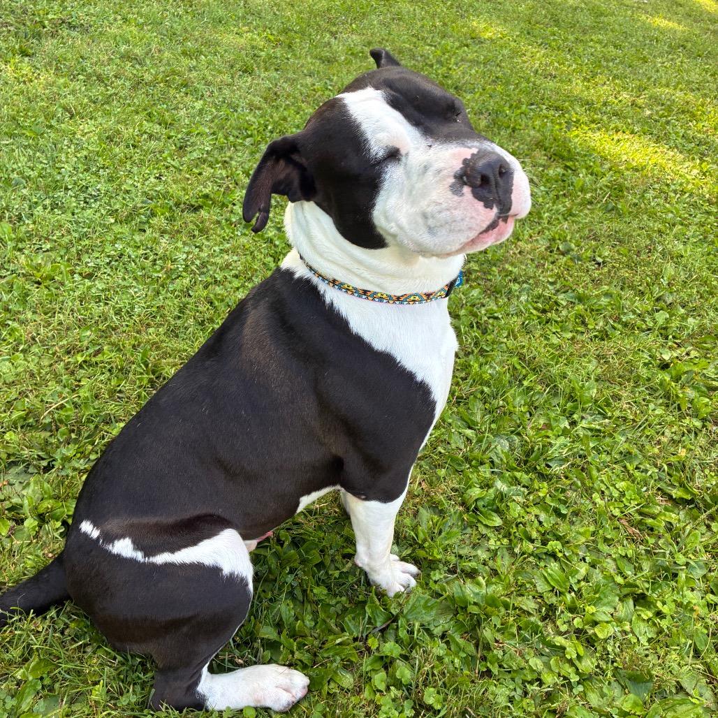 Enlarge Bruce, a Adoptable mixed breed in South Haven, MI image 2/6