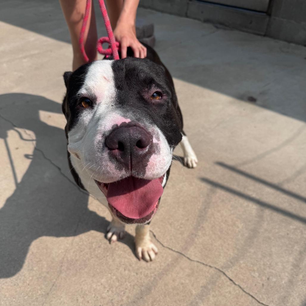Enlarge Bruce, a Adoptable mixed breed in South Haven, MI image 3/6