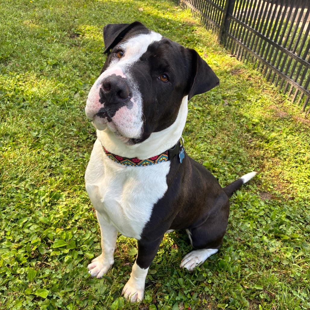 Enlarge Bruce, a Adoptable mixed breed in South Haven, MI image 4/6