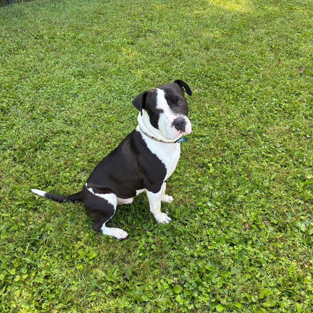 Enlarge Bruce, a Adoptable mixed breed in South Haven, MI image 5/6
