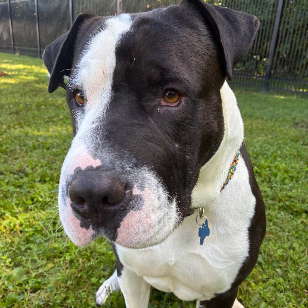 Enlarge Bruce, a Adoptable mixed breed in South Haven, MI image 6/6