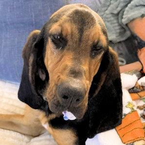 Betty White (FL), adopted, Young Female Bloodhound.