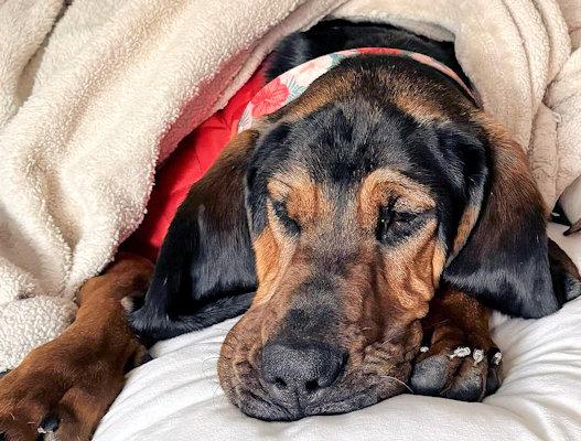 Enlarge Betty White (FL), an adopted Bloodhound in Pensacola, FL image 2/2