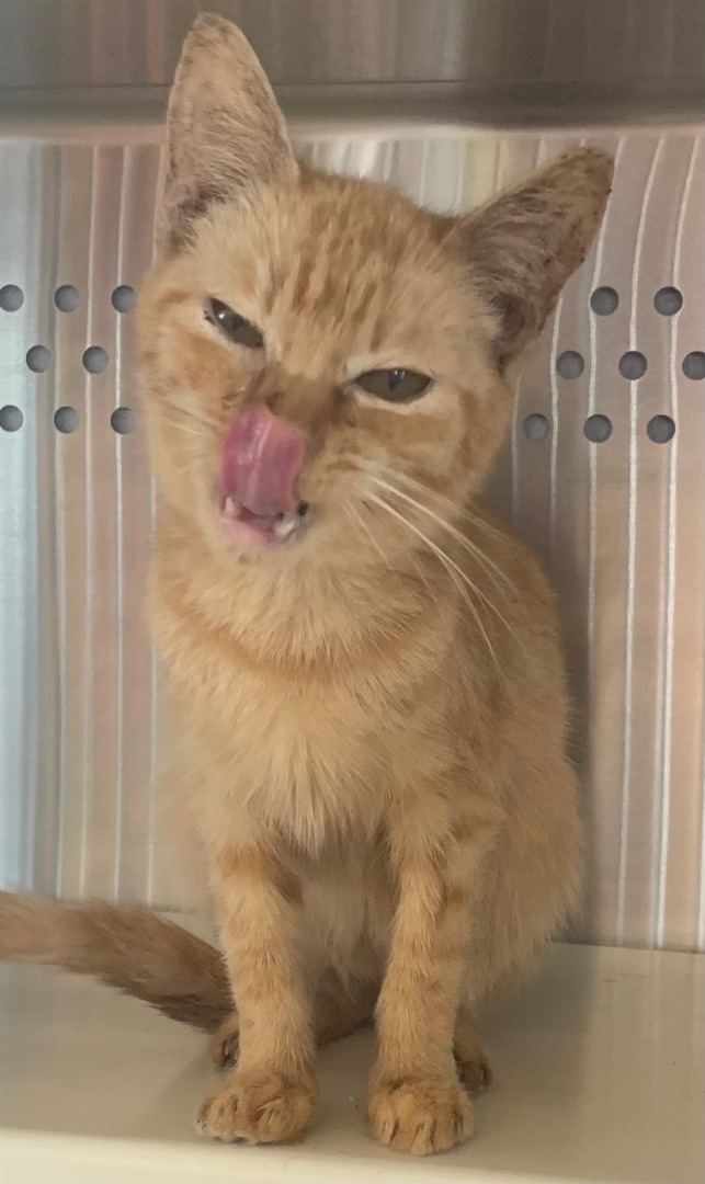 Enlarge Nami, a Adoptable Domestic Short Hair in Mabank, TX image 1/3