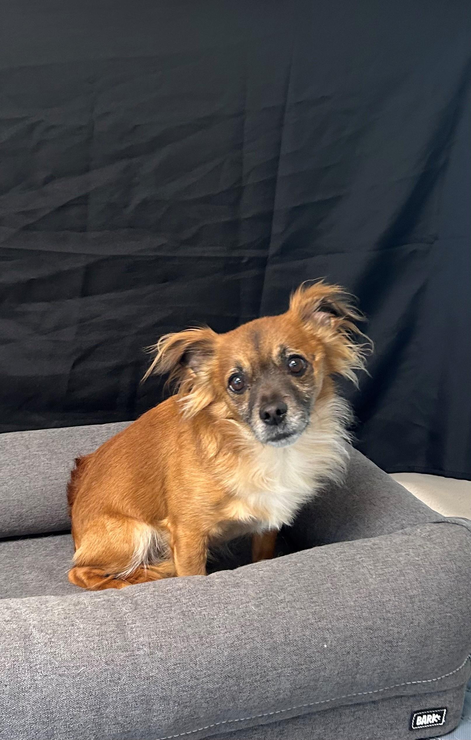 Burt, Adopted, Senior Male Chihuahua.