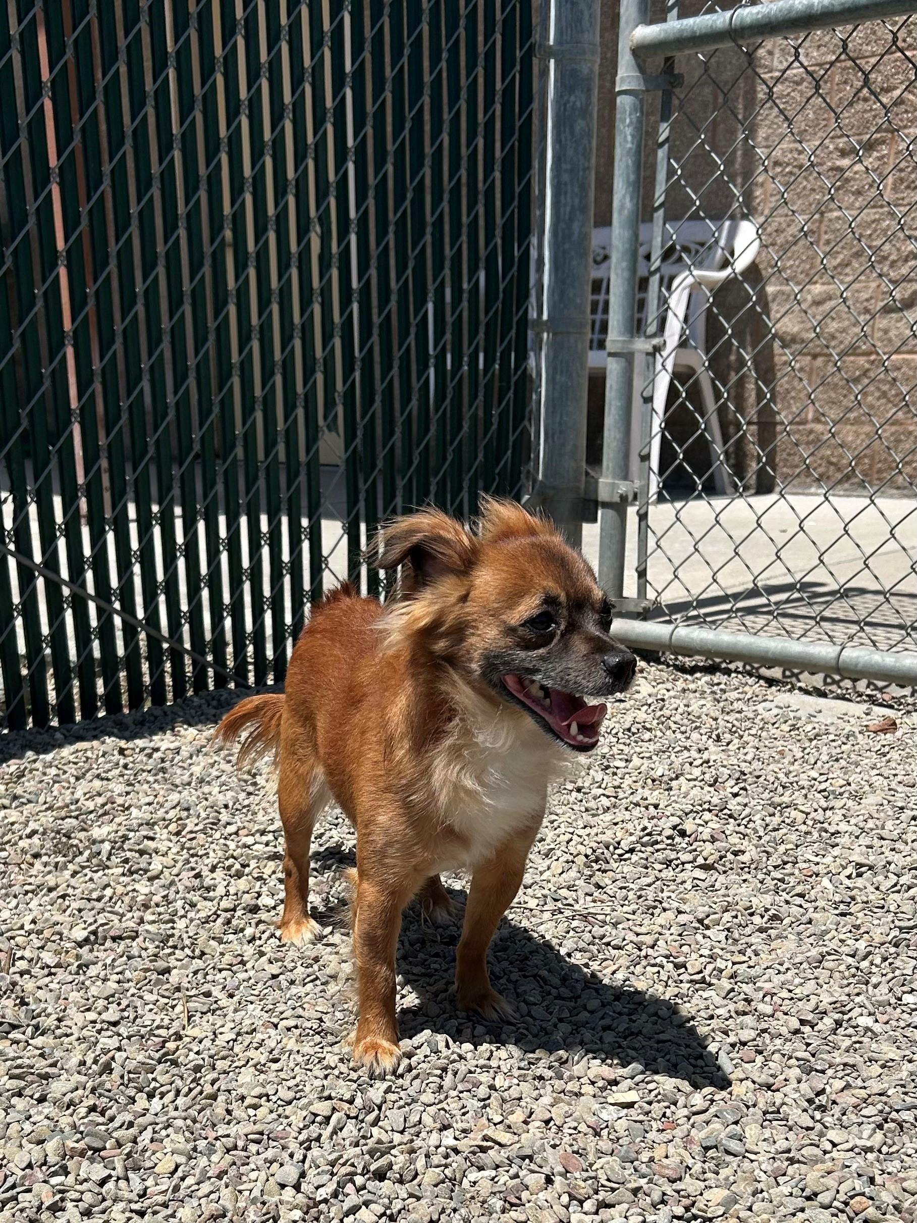 Enlarge Burt, a Adopted mixed breed in Ripon, CA image 2/3