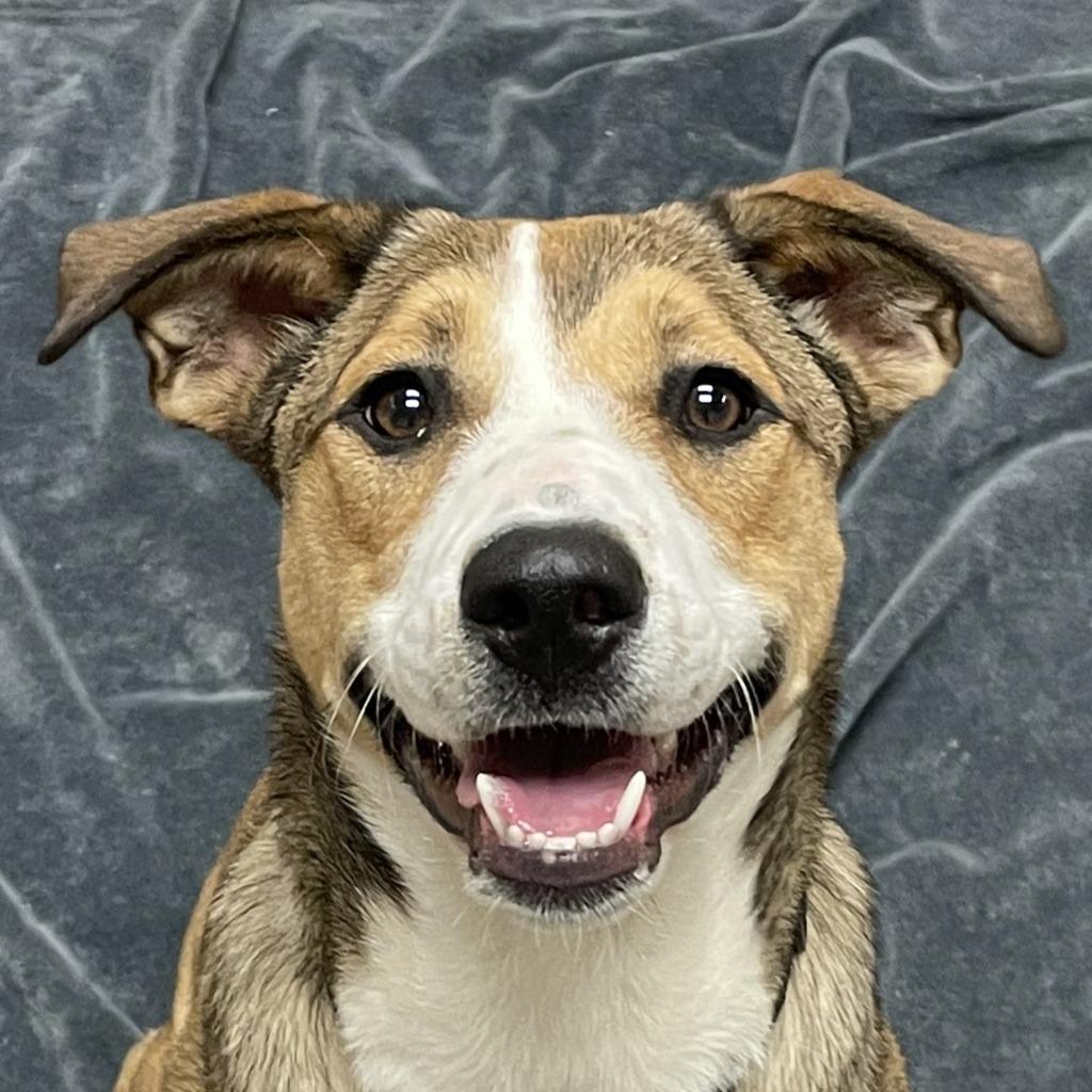 Enlarge Ruby, a Adoptable Pit Bull Terrier in Brenham, TX image 1/6