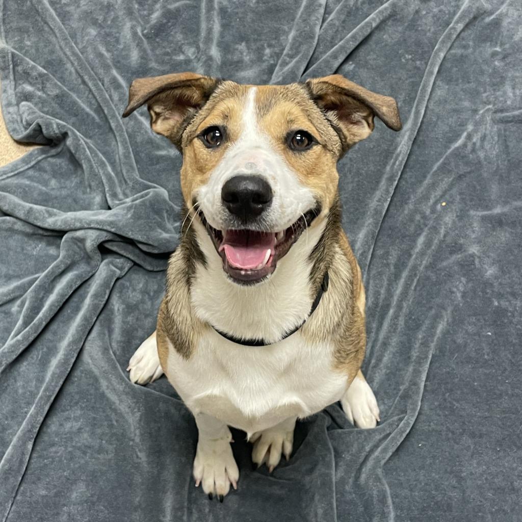 Enlarge Ruby, a Adoptable Pit Bull Terrier in Brenham, TX image 6/6