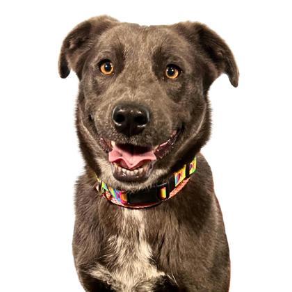 Roxi, Adoptable, Adult Female Labrador Retriever & Siberian Husky.