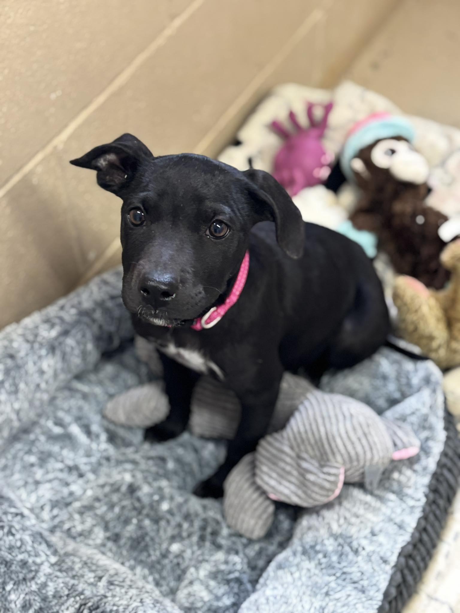 River, an adoptable Mixed Breed in Rock Springs, WY, 82901 | Photo Image 1