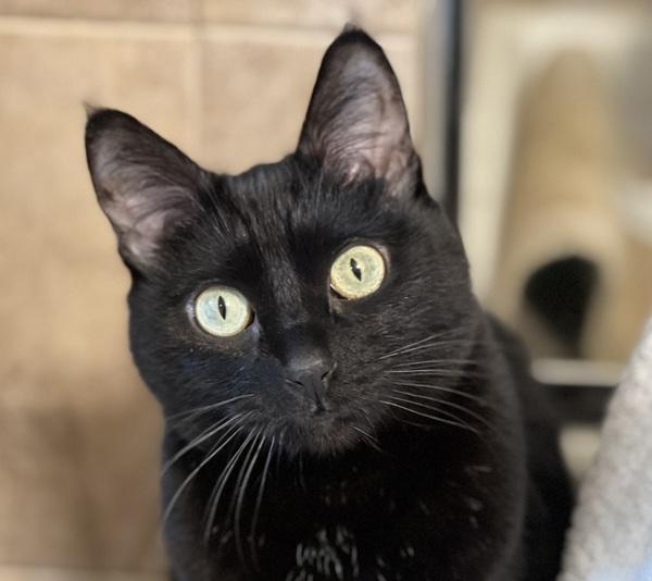 Enlarge Mable - In Foster, a Adoptable mixed breed in Silverdale, WA image 2/3