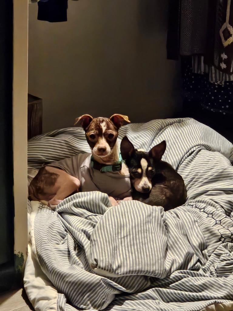 Enlarge Miss Piggy, a Adoptable Chihuahua in College Station, TX image 1/6