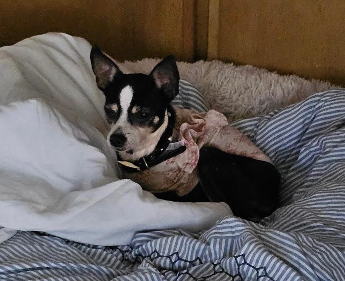 Enlarge Miss Piggy, a Adoptable Chihuahua in College Station, TX image 2/6