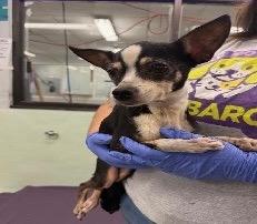 Miss Piggy, Adoptable, Senior Female Chihuahua.