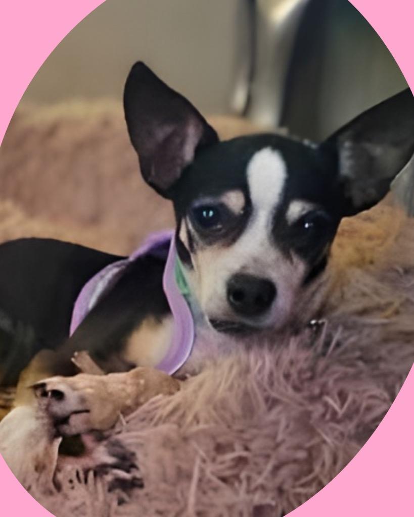 Enlarge Miss Piggy, a Adoptable Chihuahua in College Station, TX image 4/6