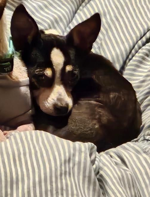 Enlarge Miss Piggy, a Adoptable Chihuahua in College Station, TX image 6/6