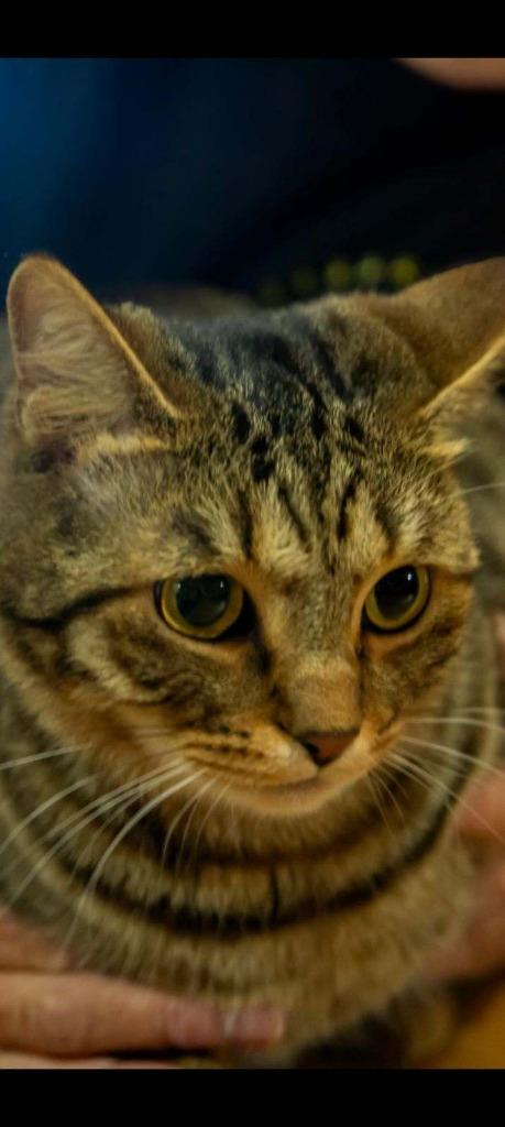 Enlarge Nacho, a Adoptable mixed breed in San Jacinto, CA image 1/4