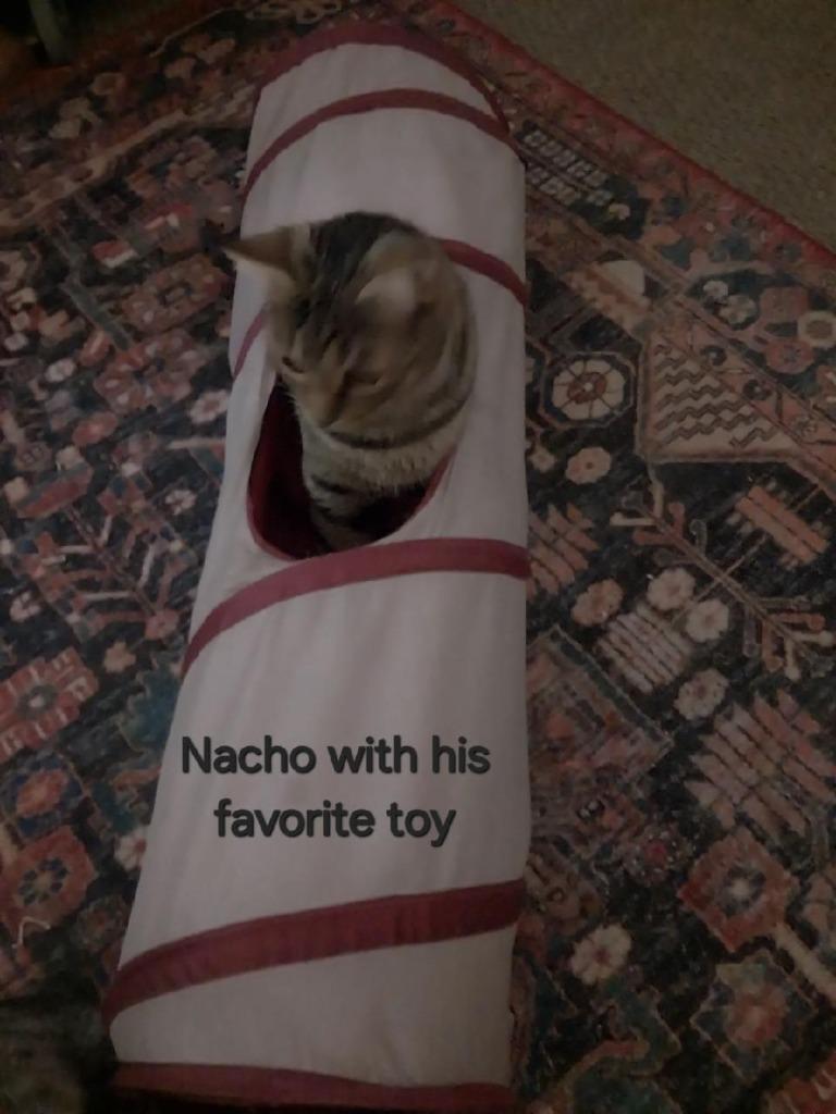 Enlarge Nacho, a Adoptable mixed breed in San Jacinto, CA image 2/4