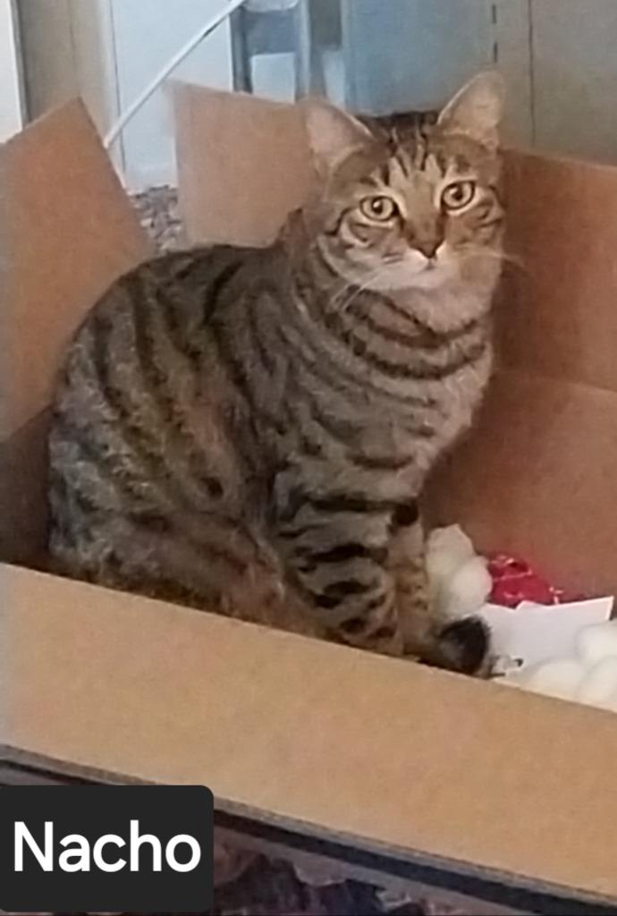 Enlarge Nacho, a Adoptable mixed breed in San Jacinto, CA image 3/4