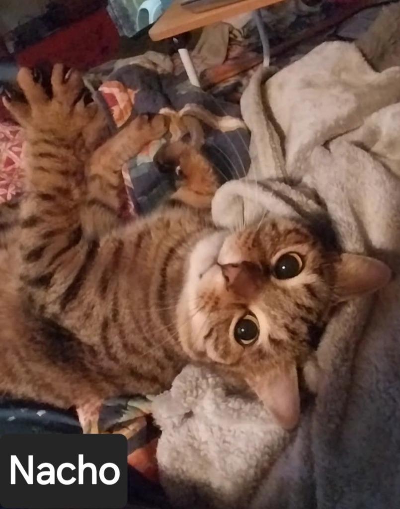 Enlarge Nacho, a Adoptable mixed breed in San Jacinto, CA image 4/4