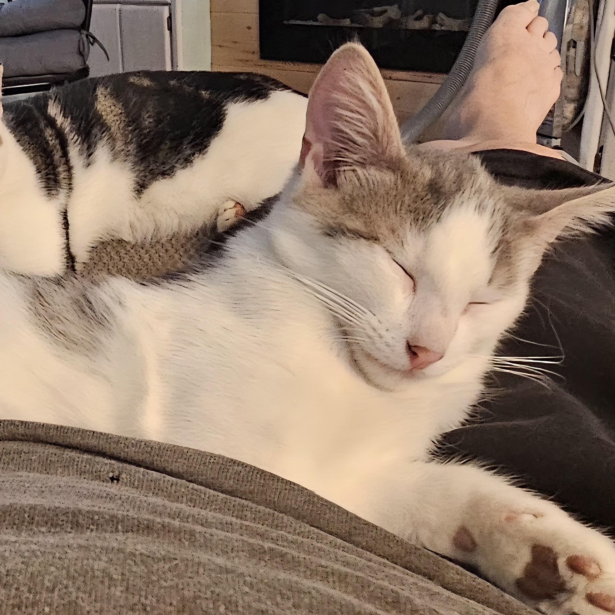 Frosty, a Adoptable Domestic Short Hair in Lafayette, IN image 1/3