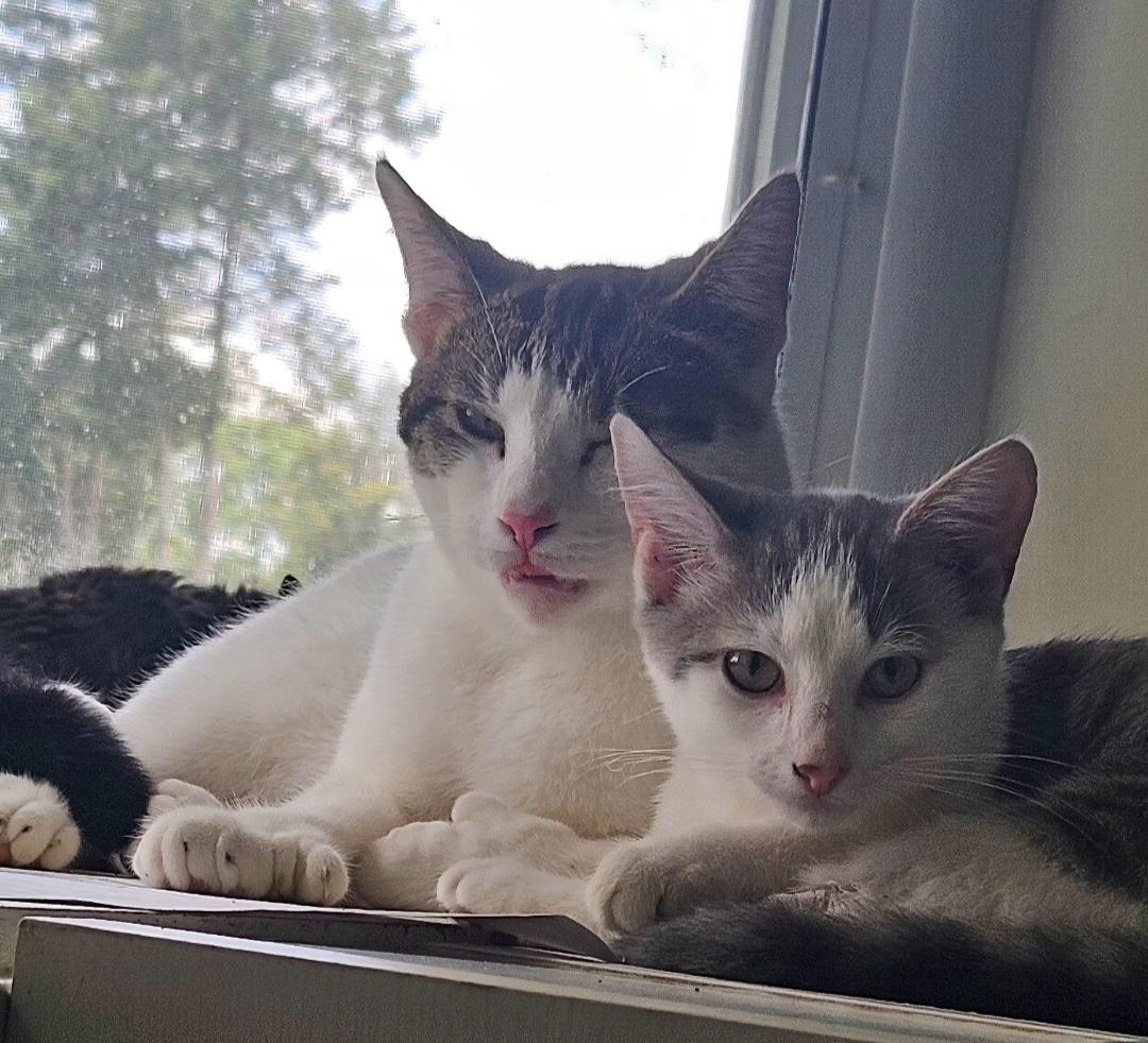 Frosty, a Adoptable Domestic Short Hair in Lafayette, IN image 3/3