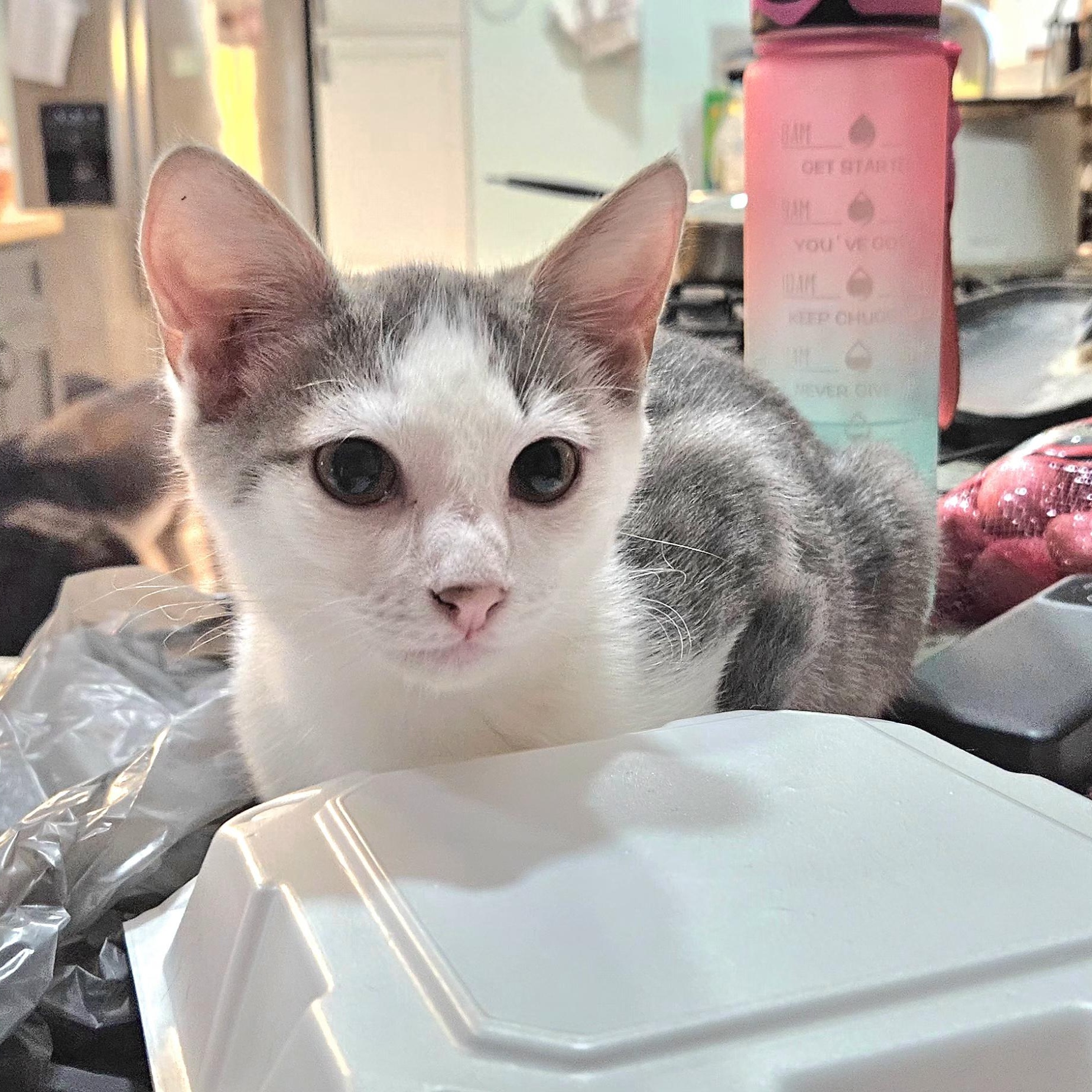 Frosty, a Adoptable Domestic Short Hair in Lafayette, IN image 2/3