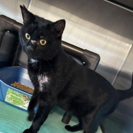 Licorice, Adoptable, Adult Male Domestic Short Hair.