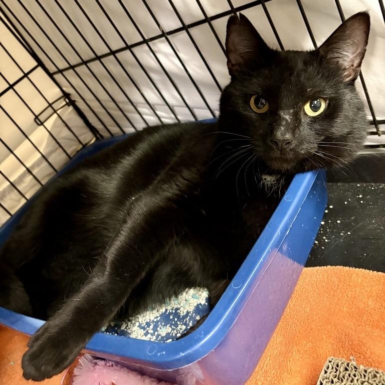 Enlarge Licorice, a Adoptable Domestic Short Hair in New York, NY image 2/2