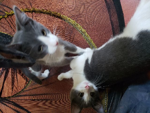 Lucas (w/ Hermione) photo 4