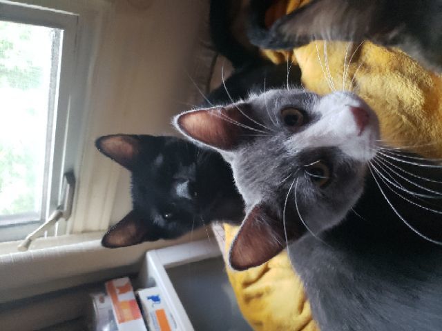 Lucas (w/ Hermione) photo 3