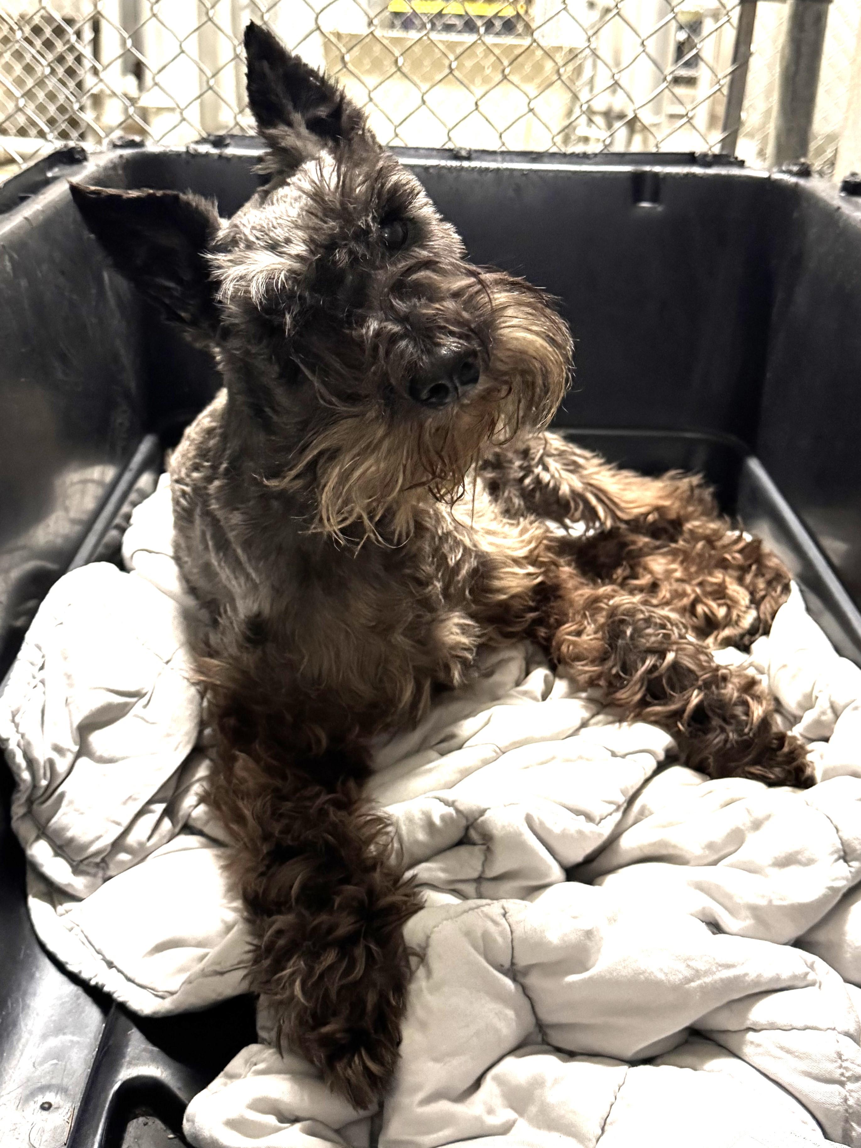 Enlarge Gunther 0094, a ADOPTABLE Miniature Schnauzer in Boca Raton, FL image 1/1