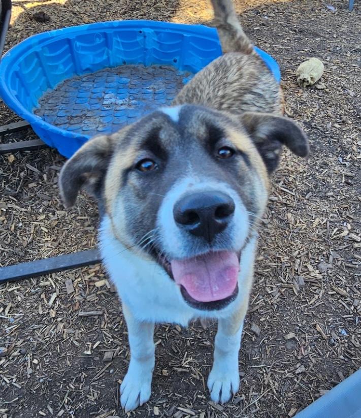 Enlarge Shazam, a ADOPTABLE mixed breed in Aurora, IL image 1/6