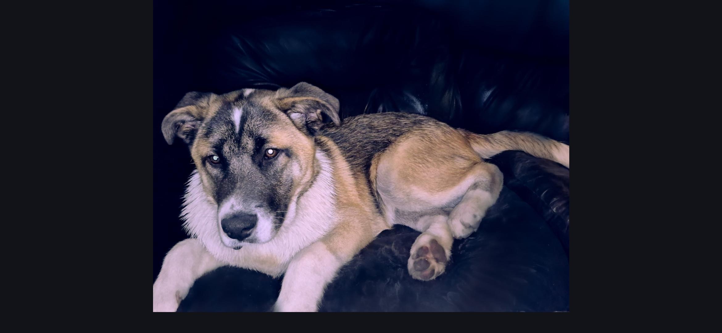 Enlarge Shazam, a ADOPTABLE mixed breed in Aurora, IL image 2/6