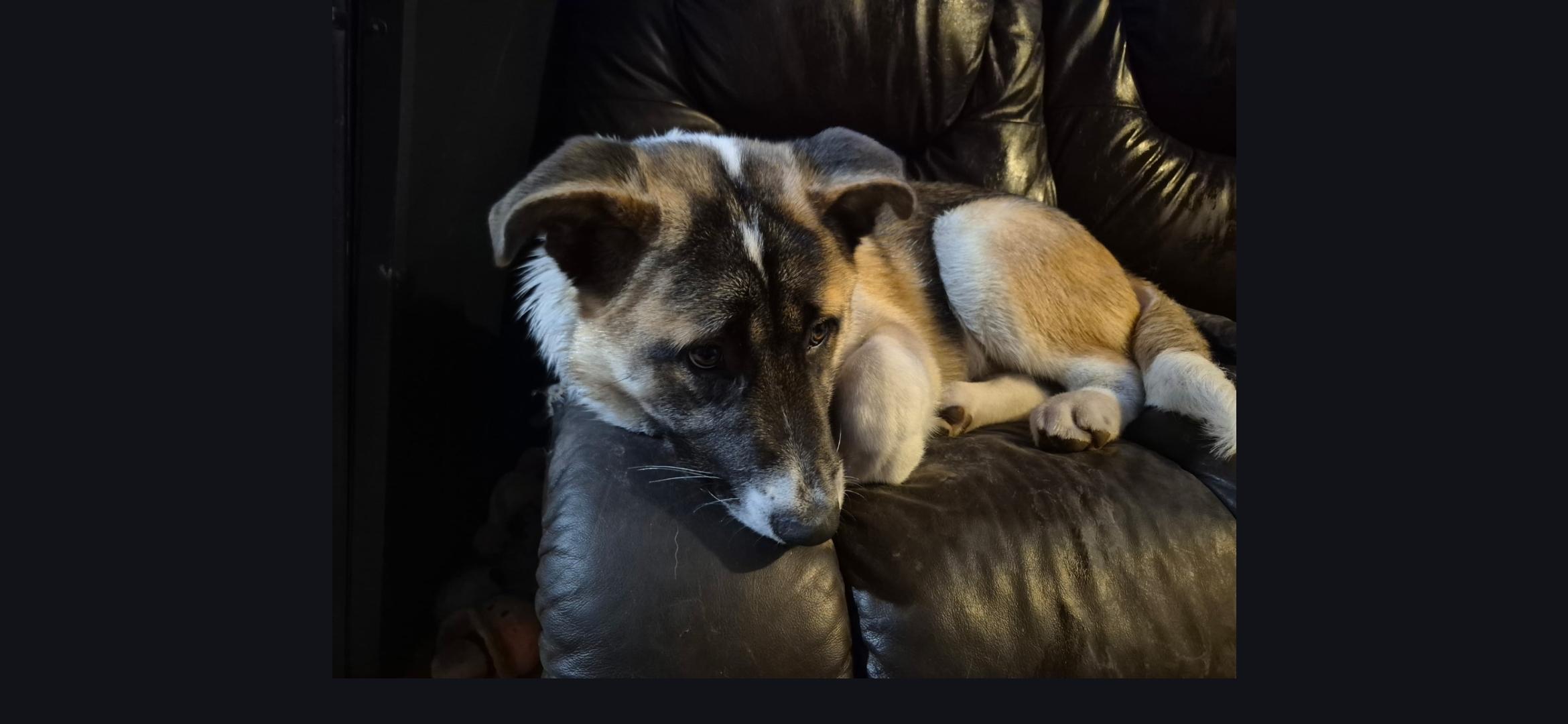 Enlarge Shazam, a ADOPTABLE mixed breed in Aurora, IL image 5/6