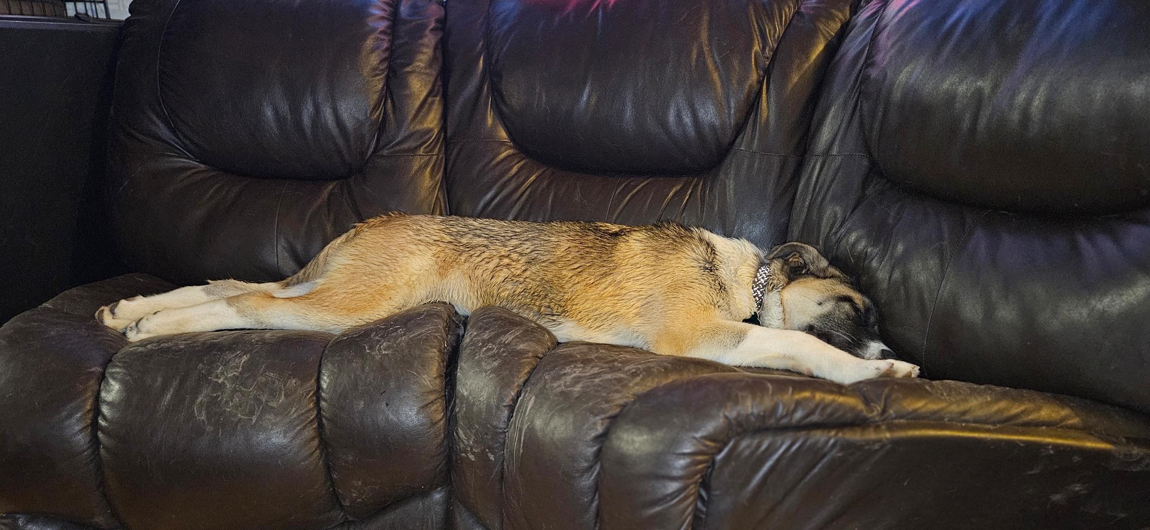 Enlarge Shazam, a ADOPTABLE mixed breed in Aurora, IL image 4/6