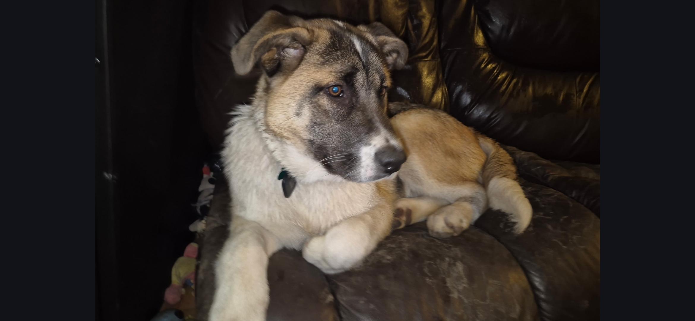 Enlarge Shazam, a ADOPTABLE mixed breed in Aurora, IL image 3/6