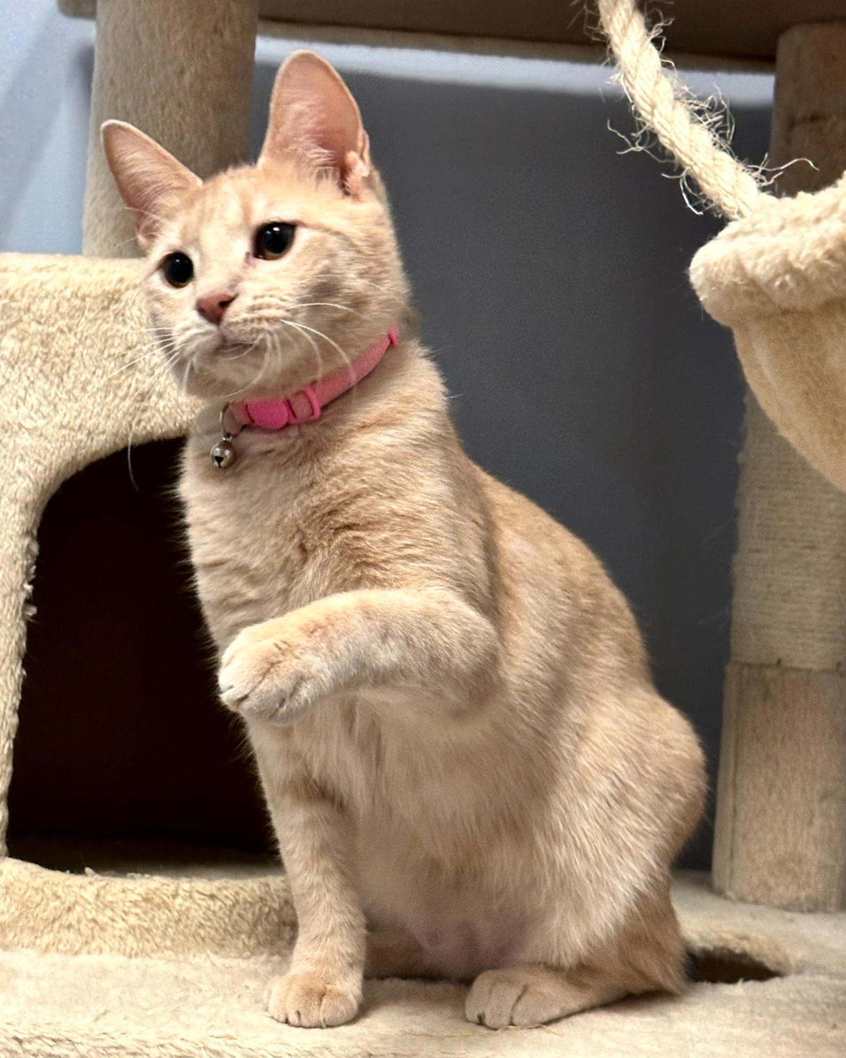 Enlarge Madeline, a Adoptable Domestic Short Hair in Boiling Springs, PA image 6/6